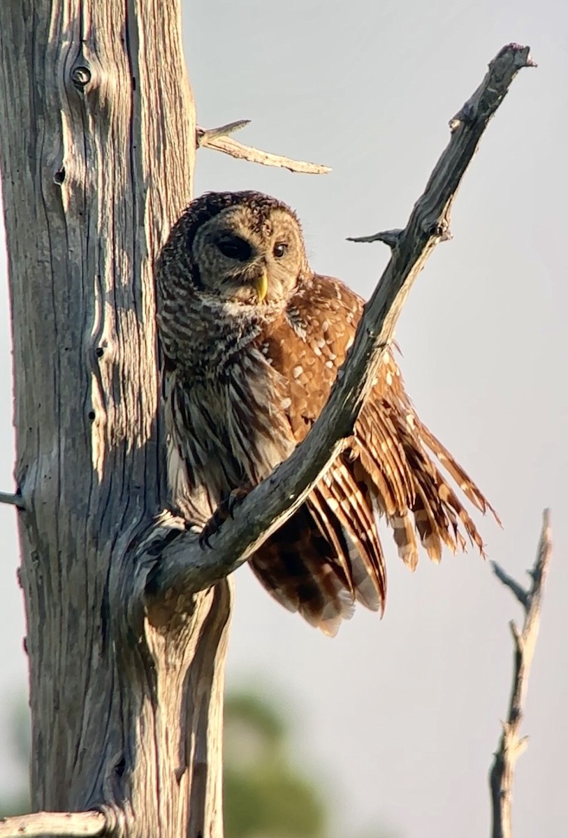 Barred Owl - Soule Mary