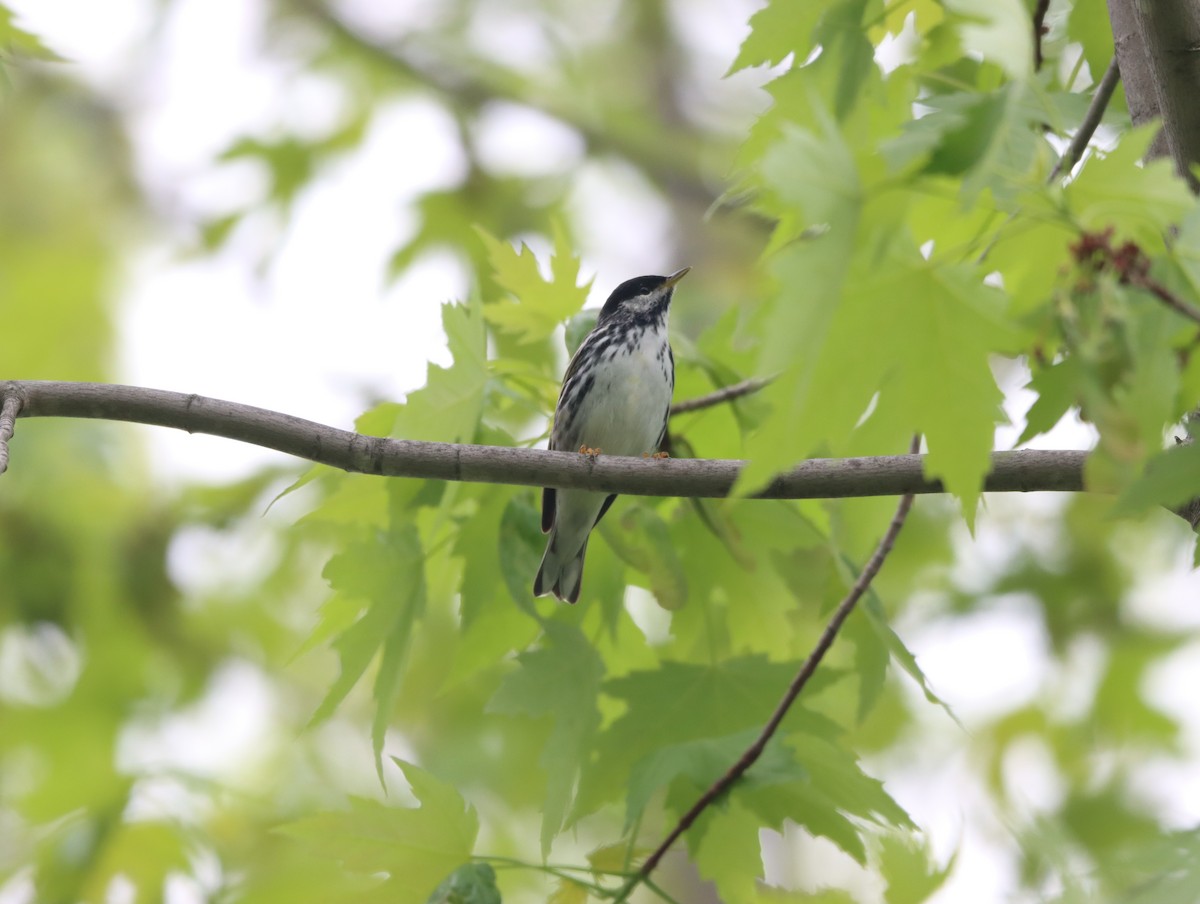 Blackpoll Warbler - France Daigle