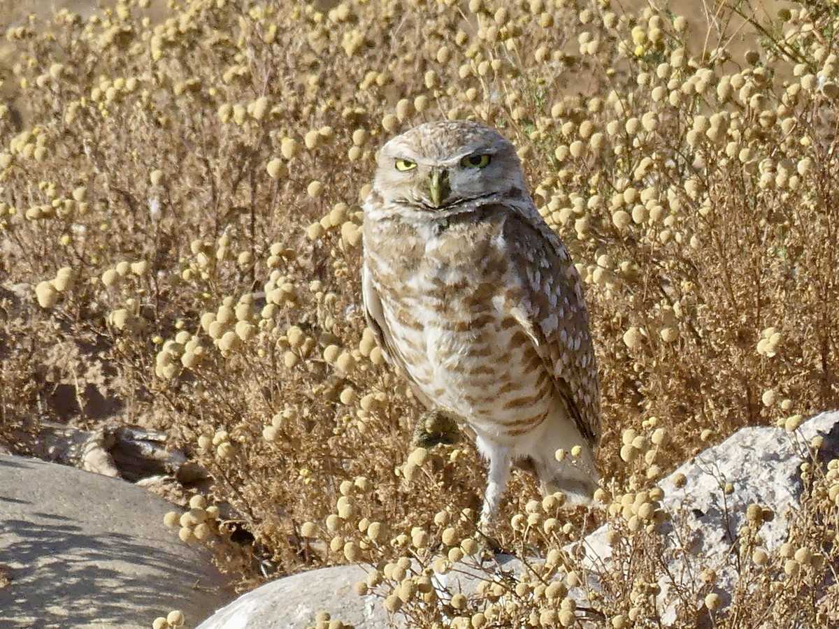 Burrowing Owl - Dennis Wolter