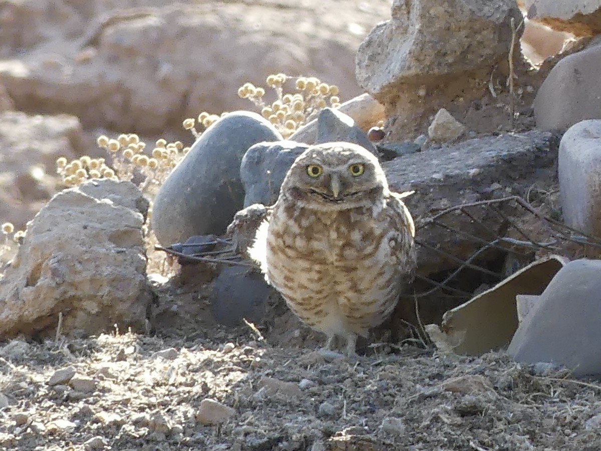 Burrowing Owl - Dennis Wolter