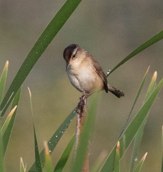 Cucarachero Pantanero (grupo palustris) - ML619626318