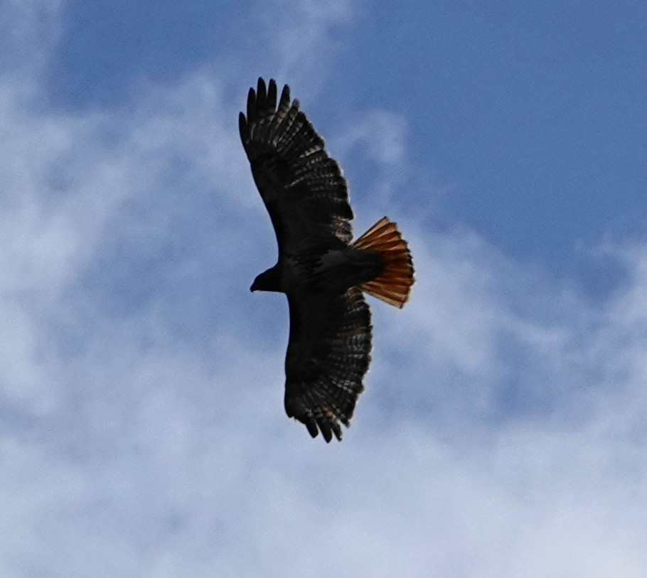 Red-tailed Hawk - Dennis Forsythe