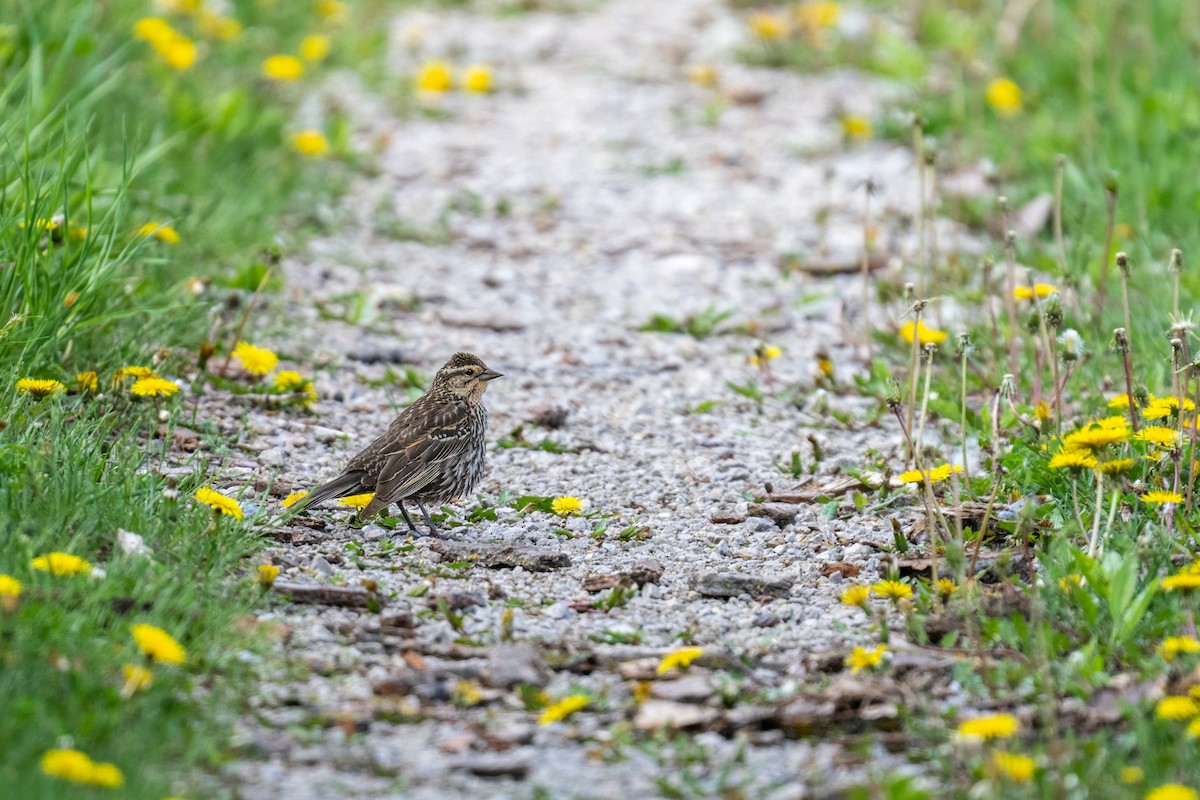 Red-winged Blackbird - Matt Saunders