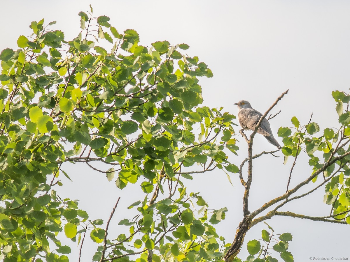 Common Cuckoo - Rudraksha Chodankar