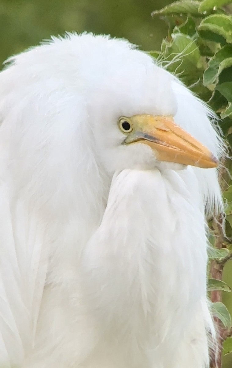 Great Egret - Soule Mary