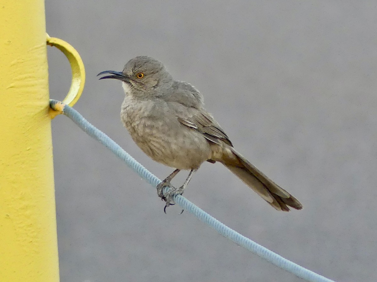 Curve-billed Thrasher - Dennis Wolter