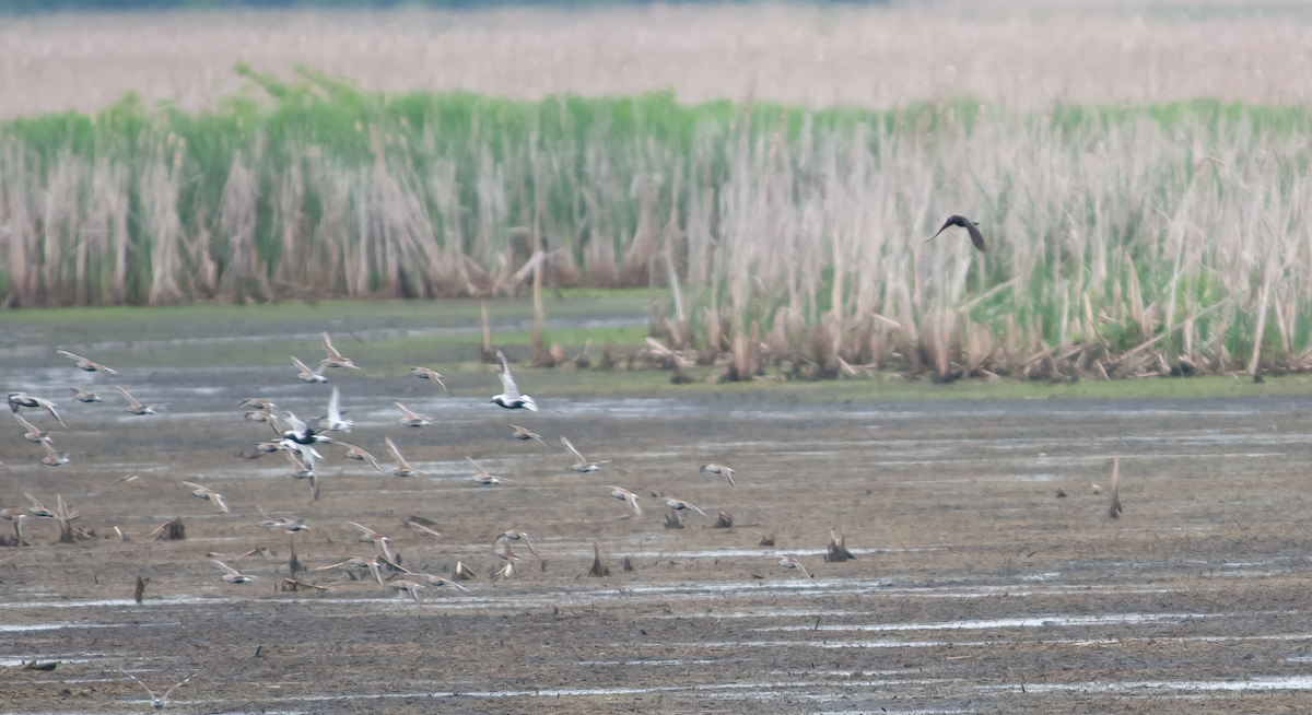 Black-bellied Plover - Jeff  Bahls