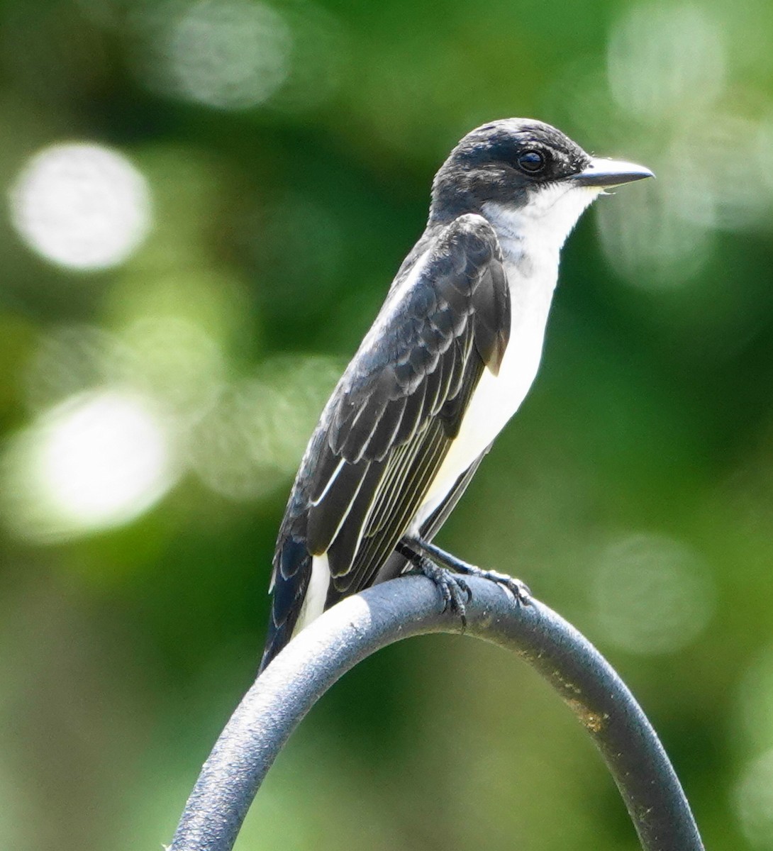 Eastern Kingbird - Dennis Forsythe