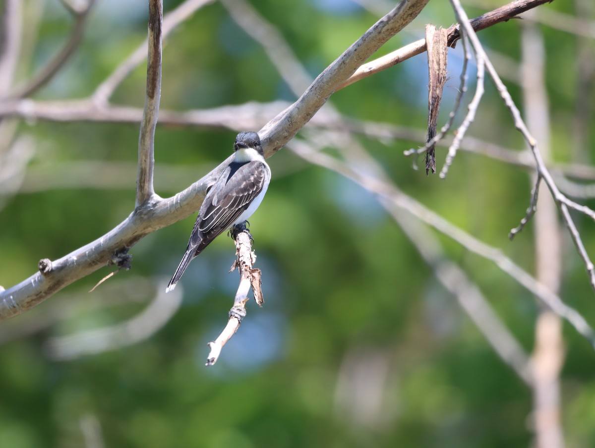 Eastern Kingbird - France Daigle