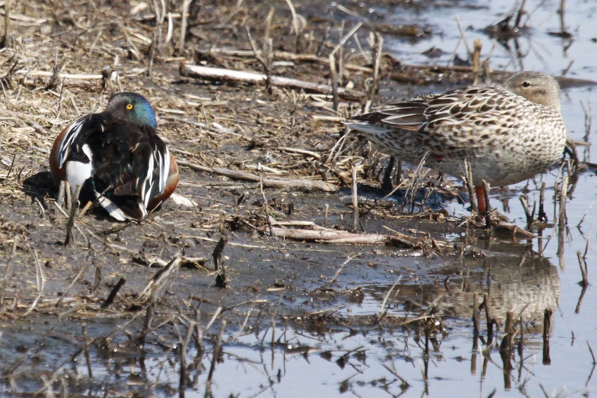 Northern Shoveler - Geoffrey Urwin