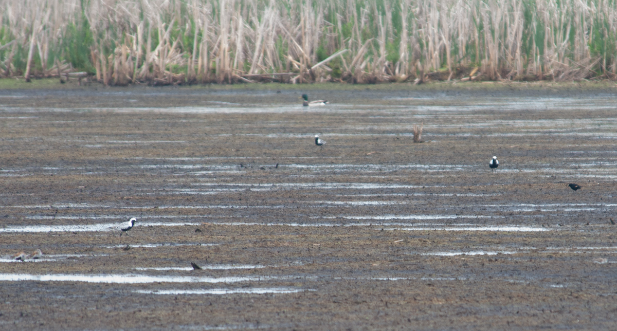 Black-bellied Plover - Jeff  Bahls