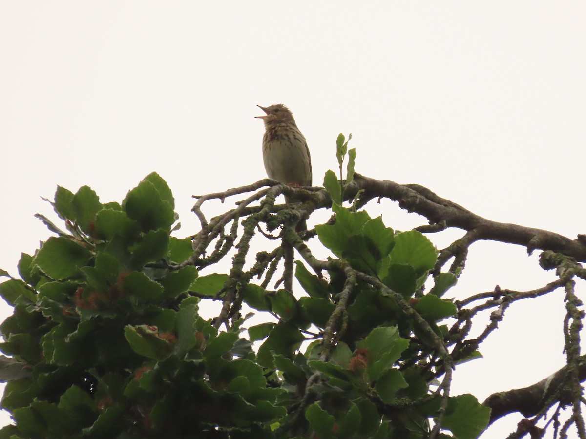 Tree Pipit - Robert gilbert