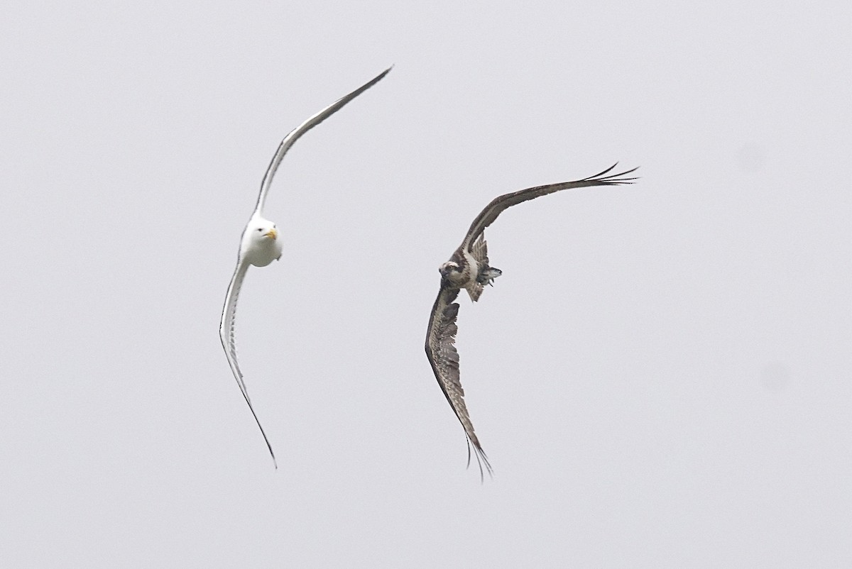 Osprey - Mike Pennington