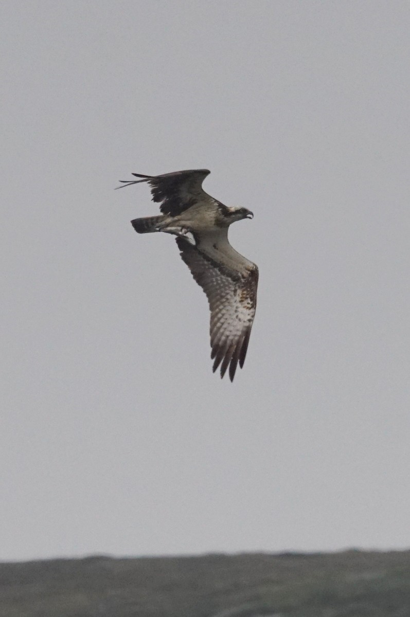 Osprey - Mike Pennington