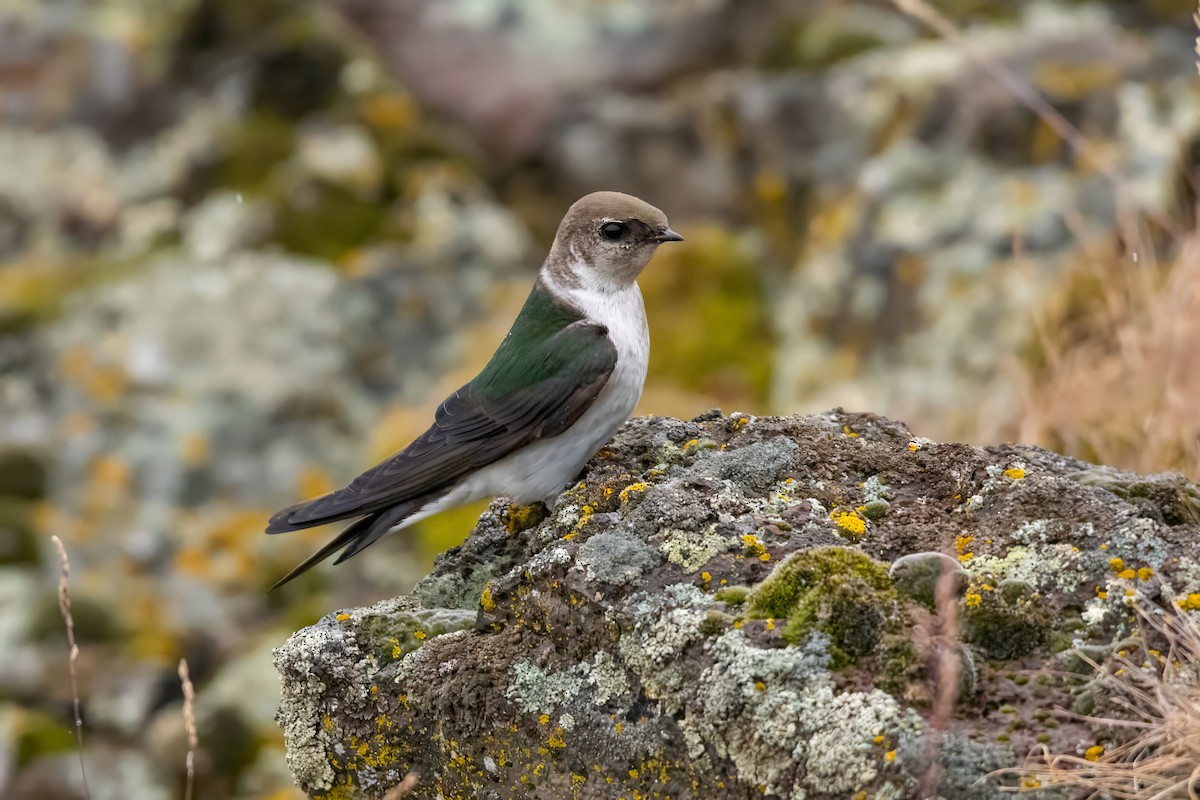 Violet-green Swallow - Dominic More O’Ferrall