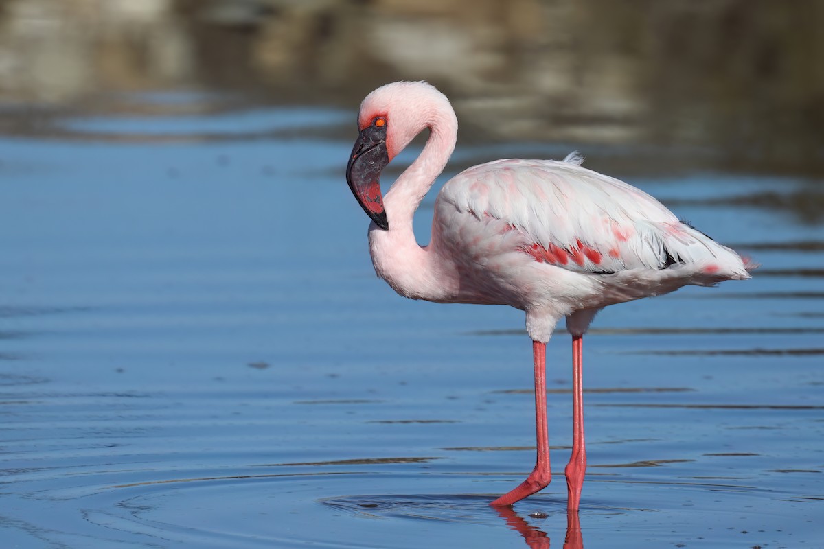 Lesser Flamingo - Regard Van Dyk