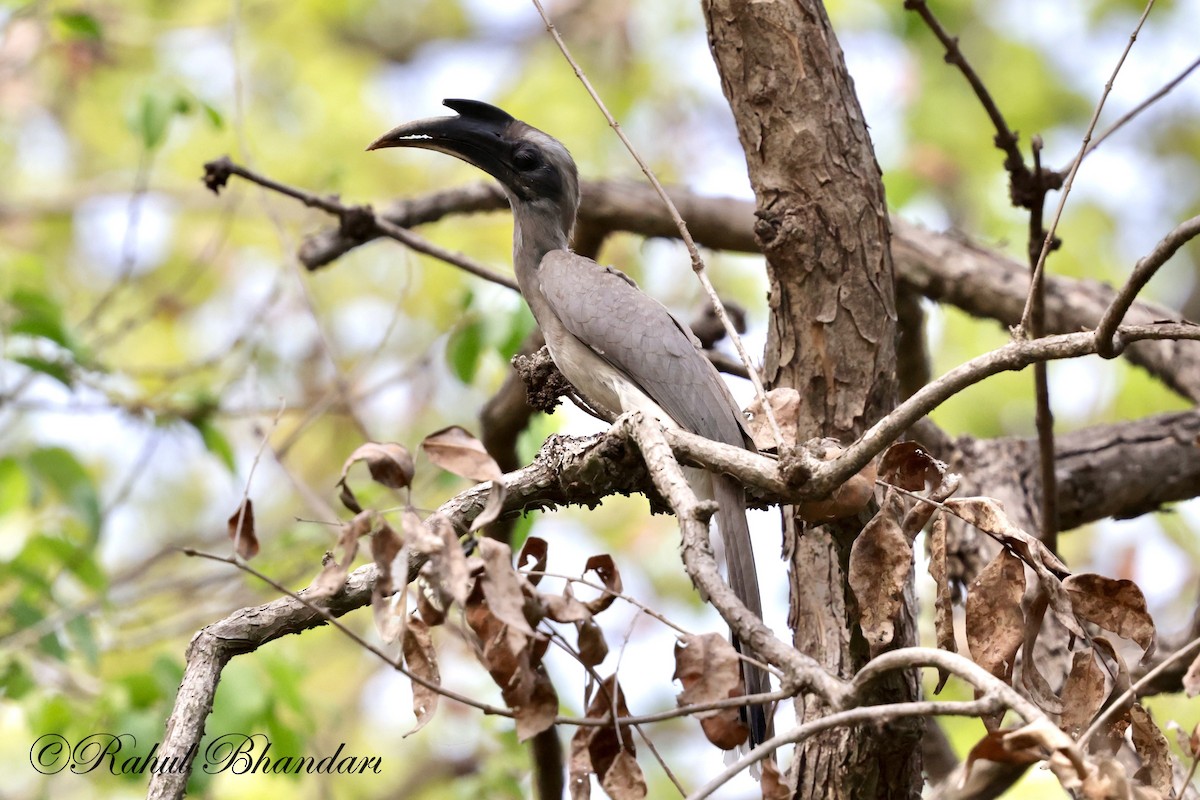 Indian Gray Hornbill - Rahul Bhandari