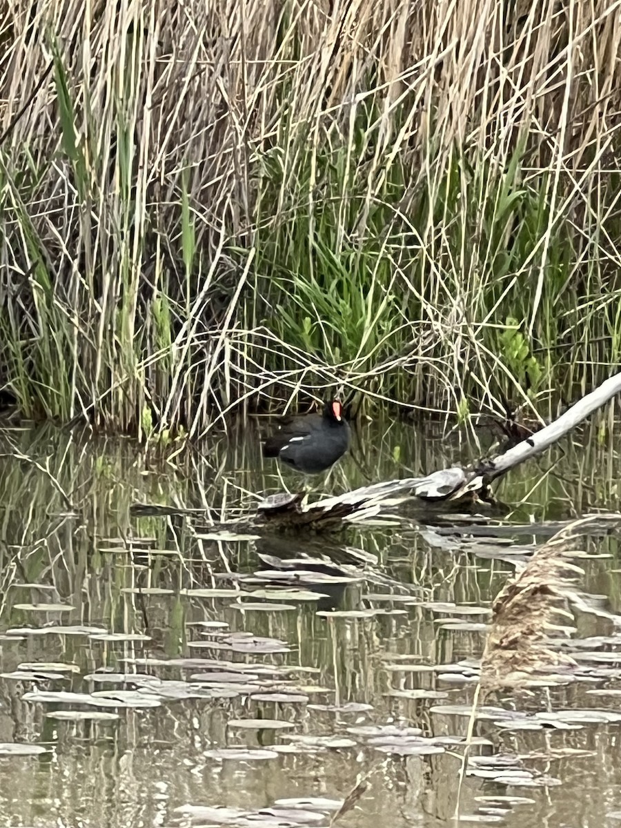 Common Gallinule - Tiphanie Hoy