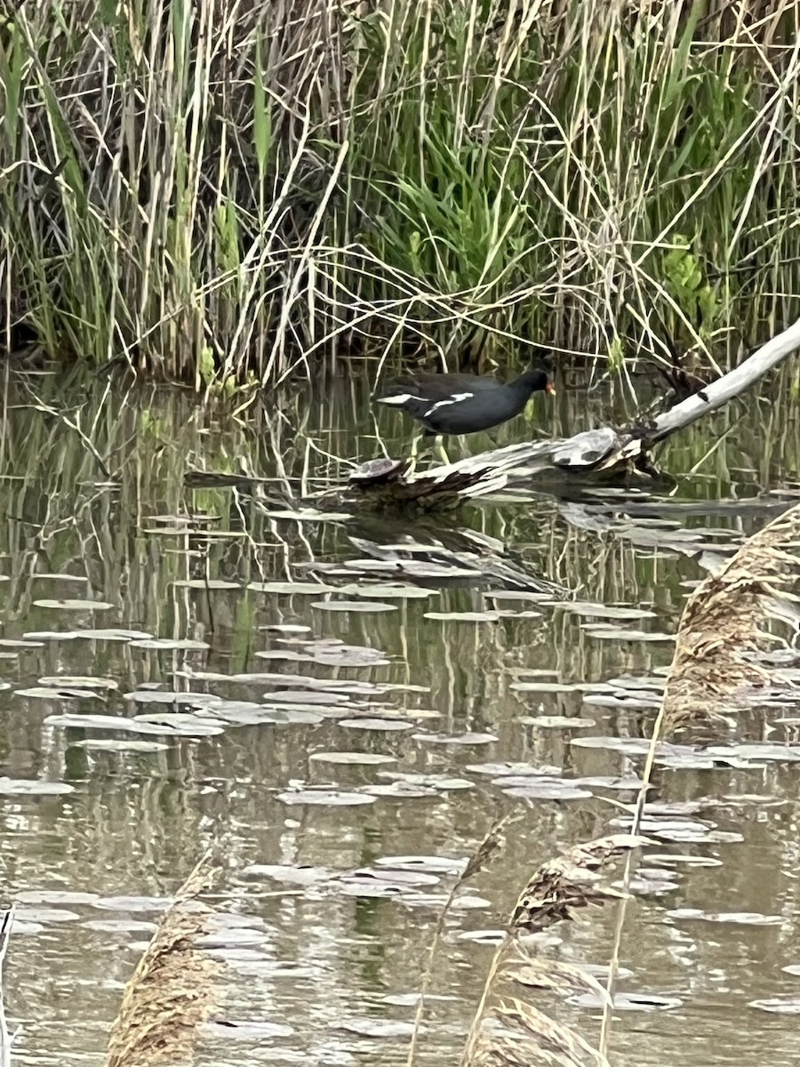 Common Gallinule - Tiphanie Hoy