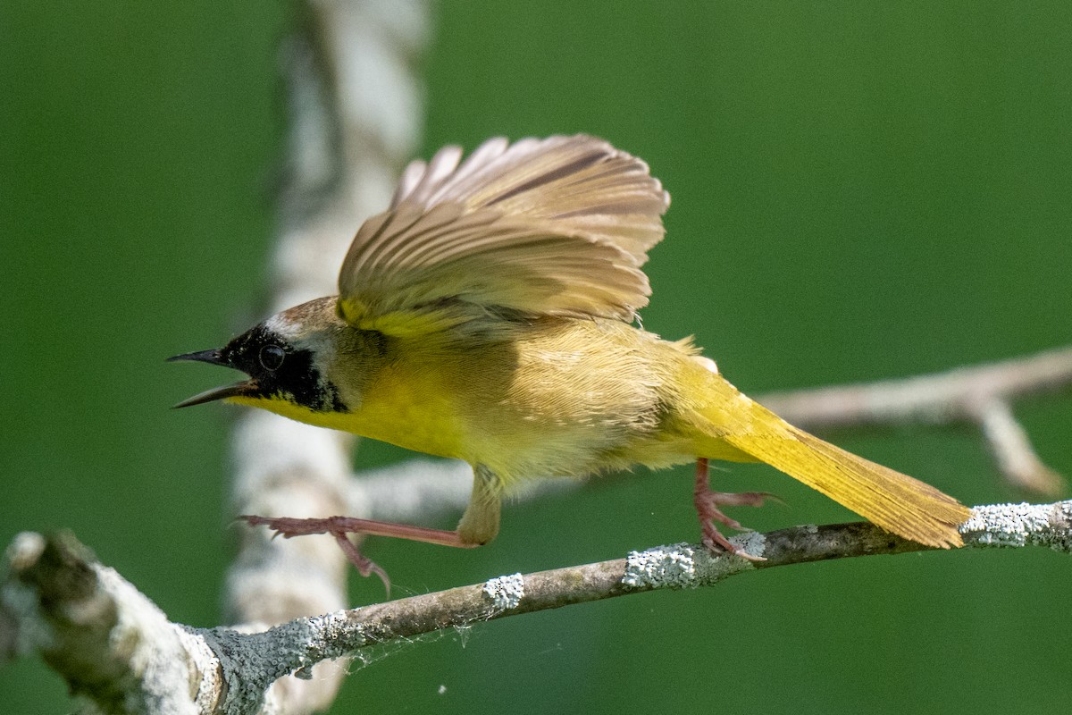 Common Yellowthroat - ML619626416