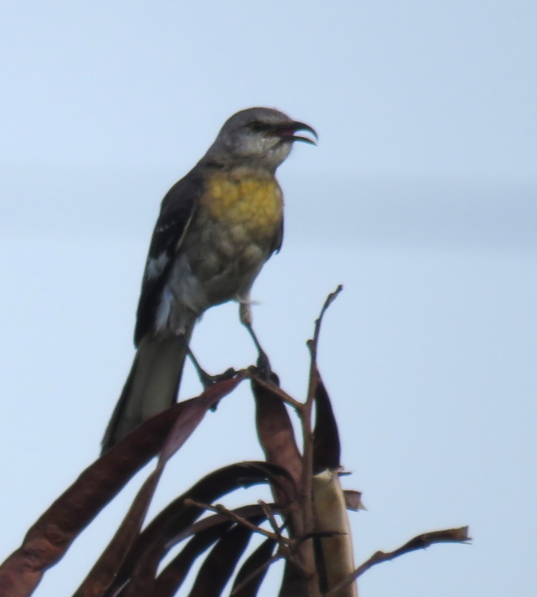 Northern Mockingbird - Scot Duncan