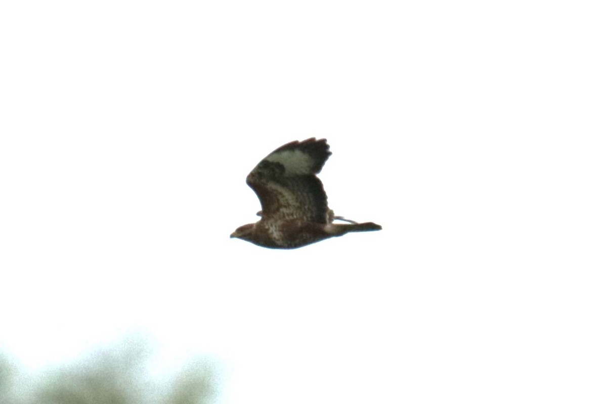 Common Buzzard - Jan Roedolf