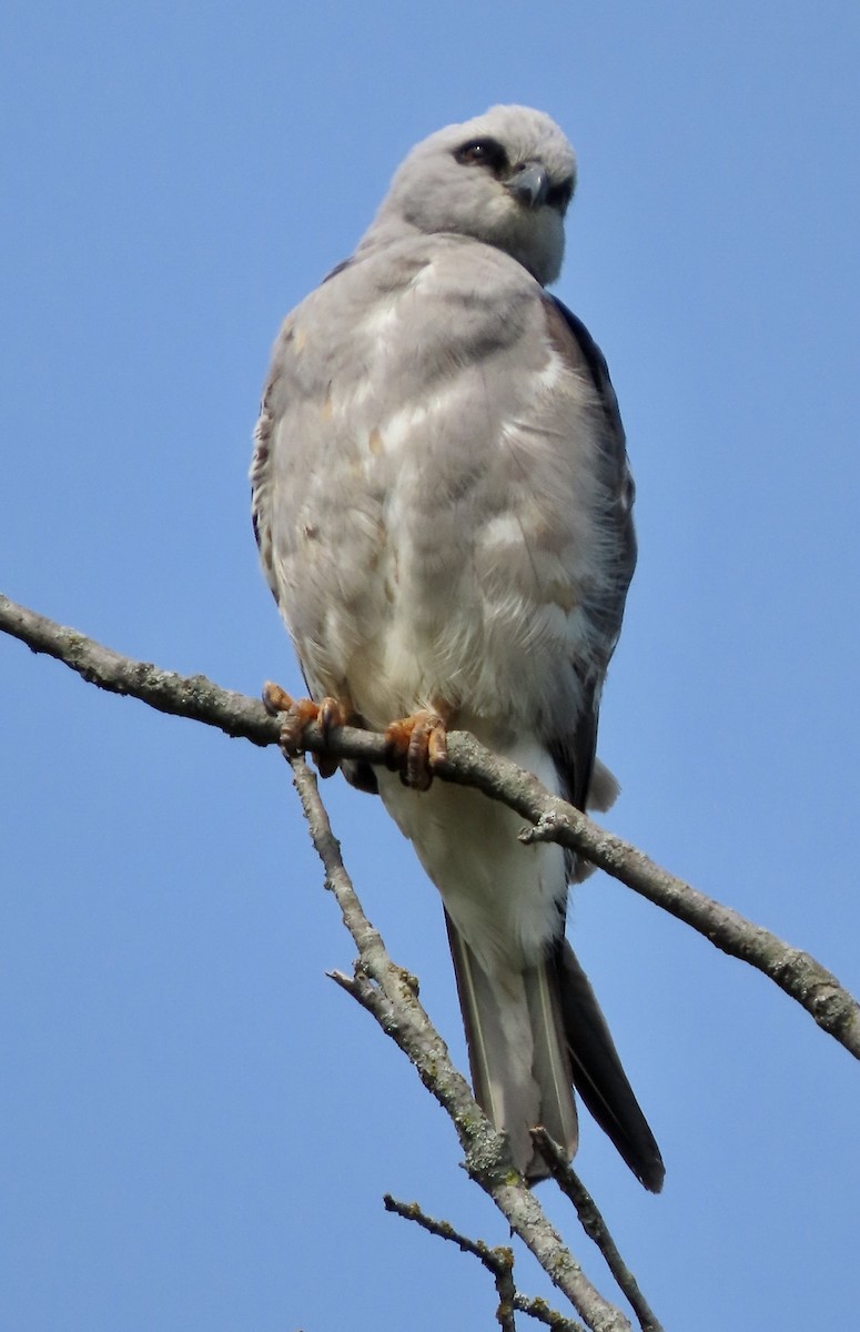 Mississippi Kite - Micky Louis