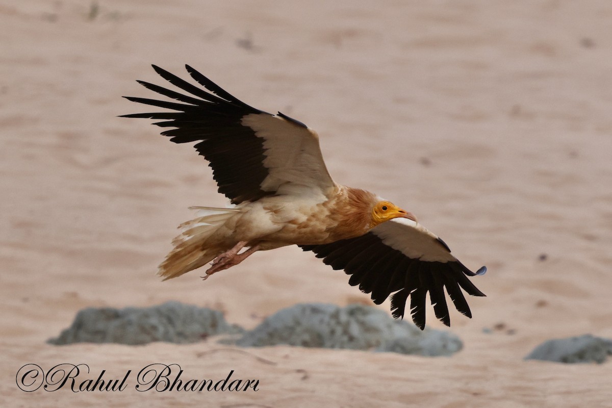 Egyptian Vulture - Rahul Bhandari