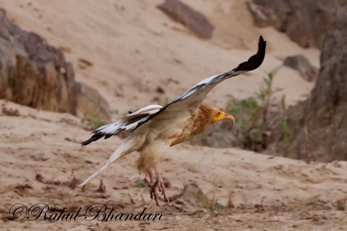 Egyptian Vulture - Rahul Bhandari