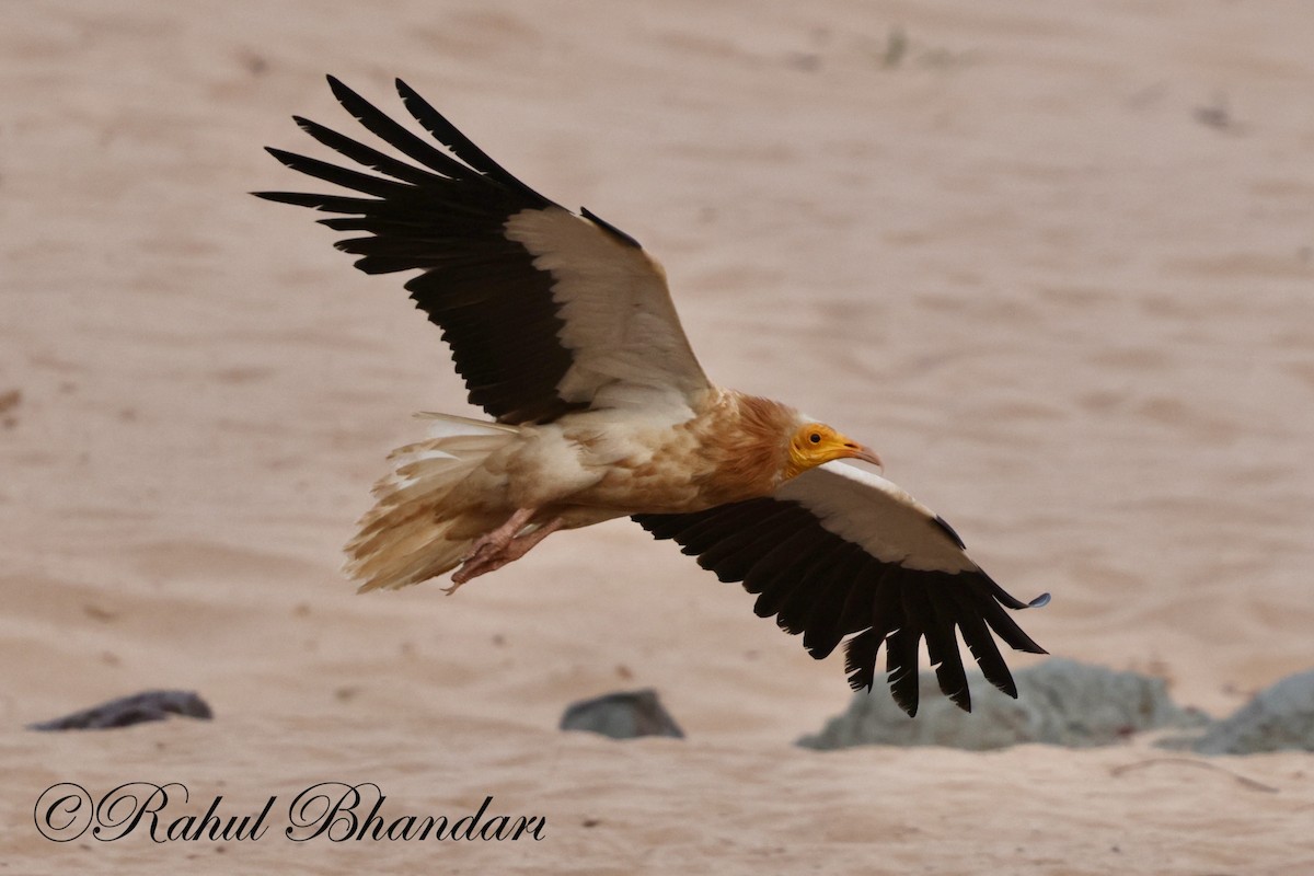 Egyptian Vulture - Rahul Bhandari