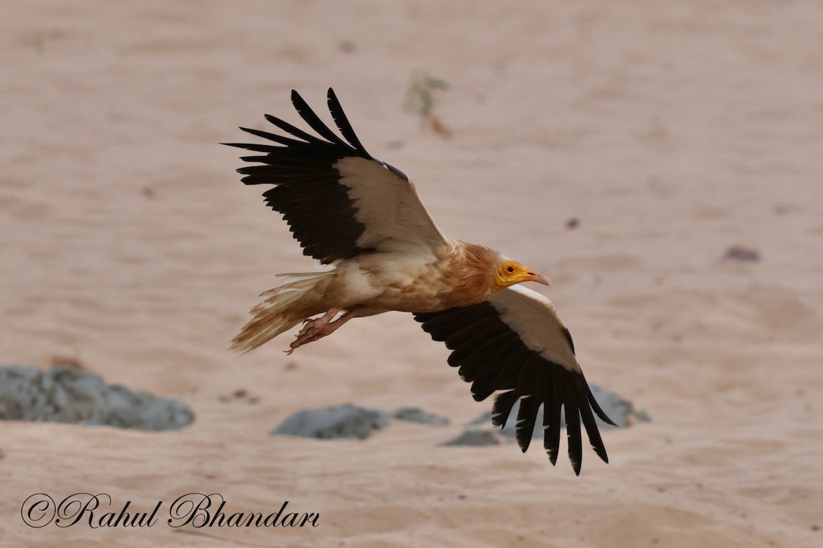 Egyptian Vulture - Rahul Bhandari