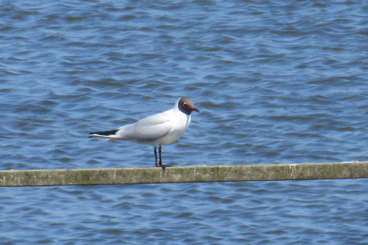 Black-headed Gull - Alex Press