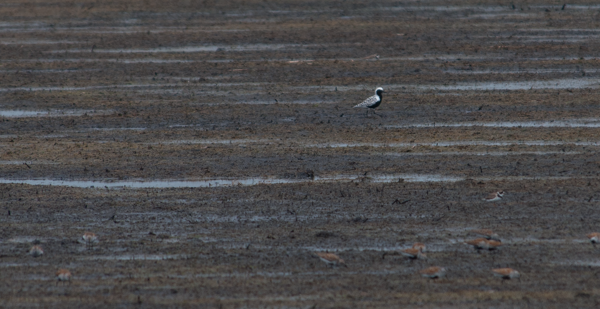 Semipalmated Plover - ML619626450