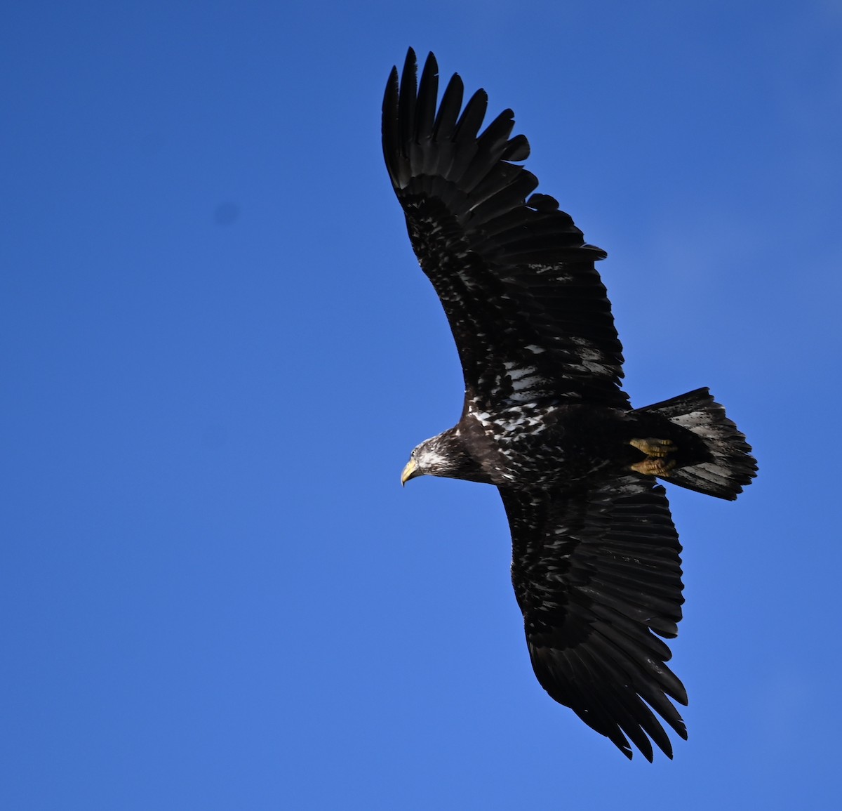 Bald Eagle - Marc Lewis