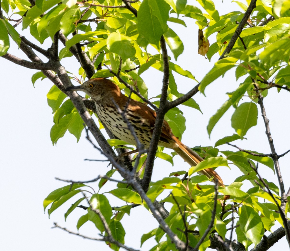 Brown Thrasher - Greg Harrington