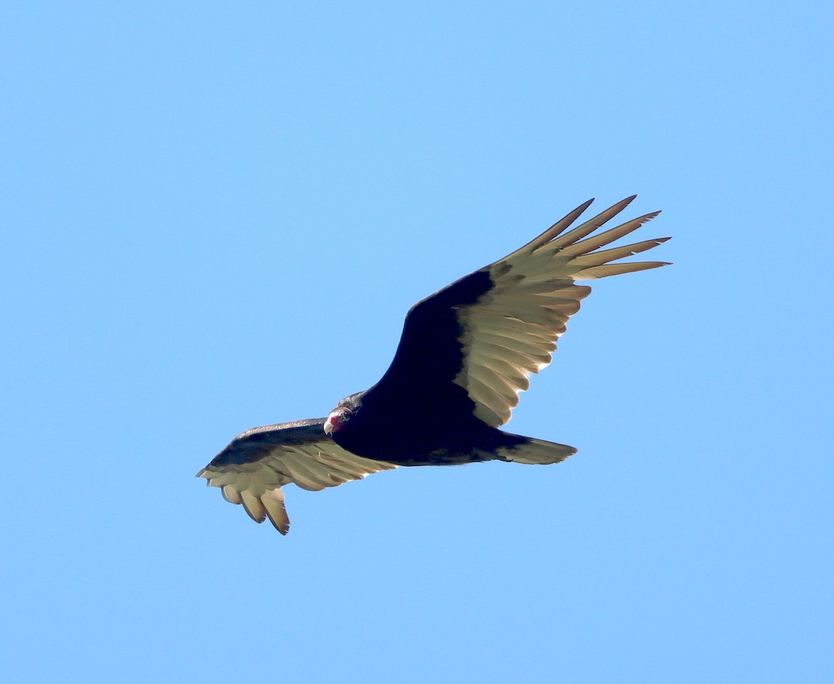 Turkey Vulture - France Daigle