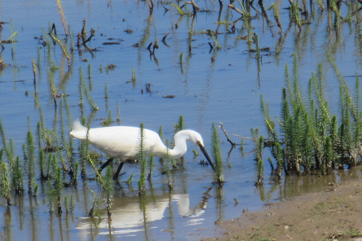 Little Egret - Alex Press