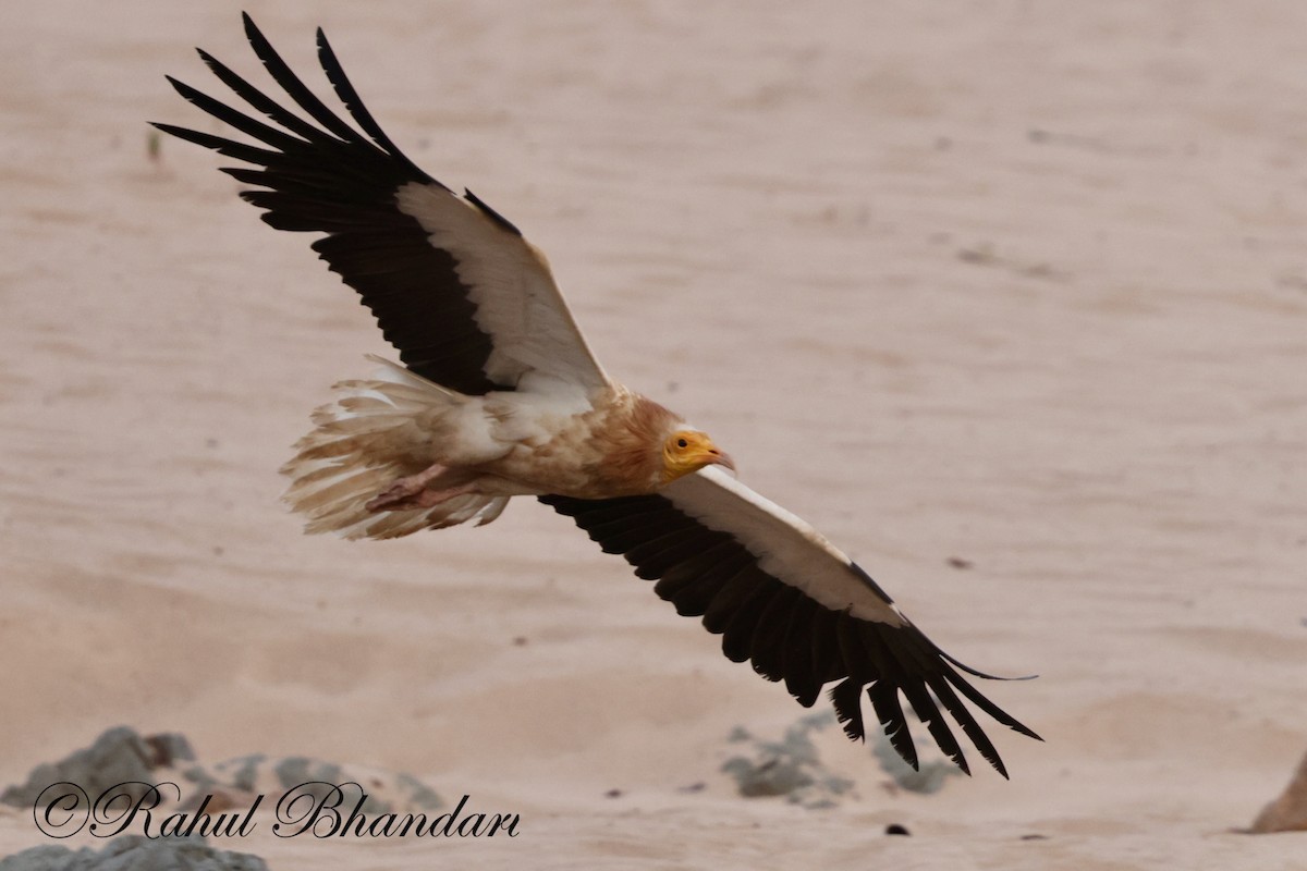 Egyptian Vulture - Rahul Bhandari