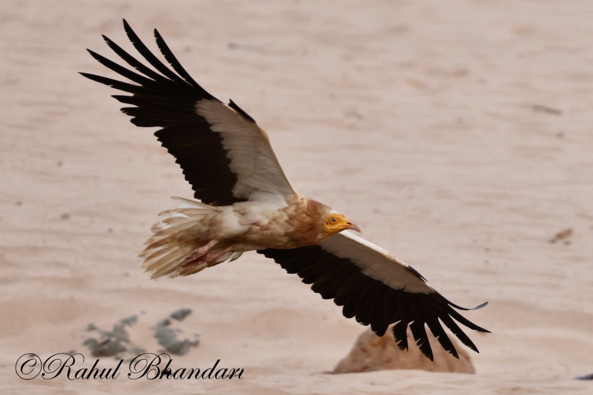 Egyptian Vulture - Rahul Bhandari