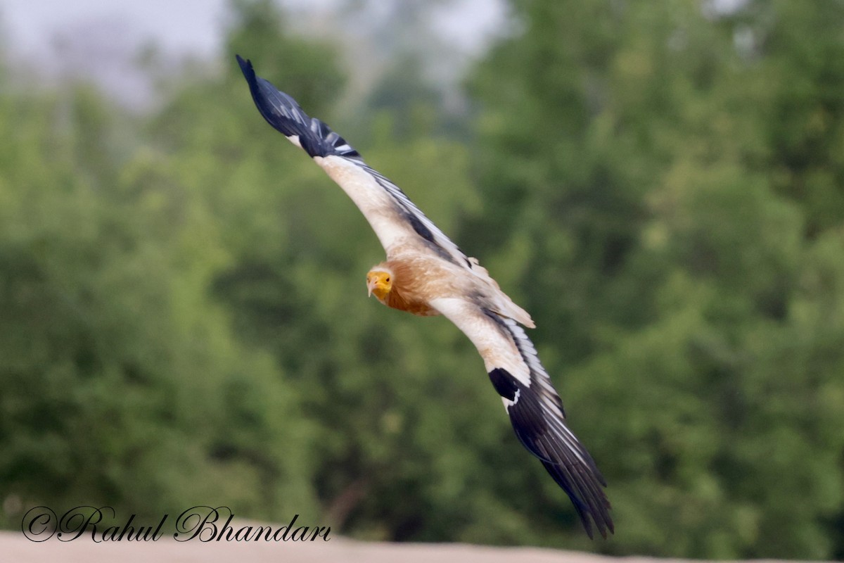 Egyptian Vulture - Rahul Bhandari