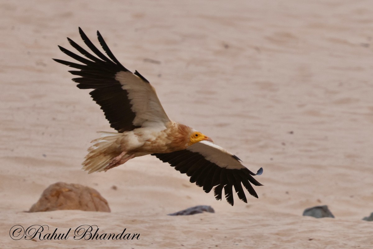 Egyptian Vulture - Rahul Bhandari