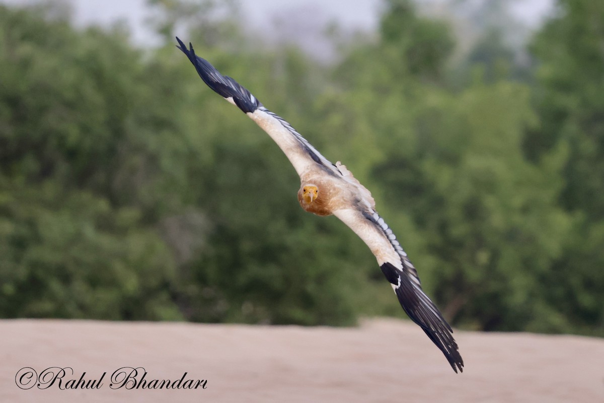 Egyptian Vulture - Rahul Bhandari