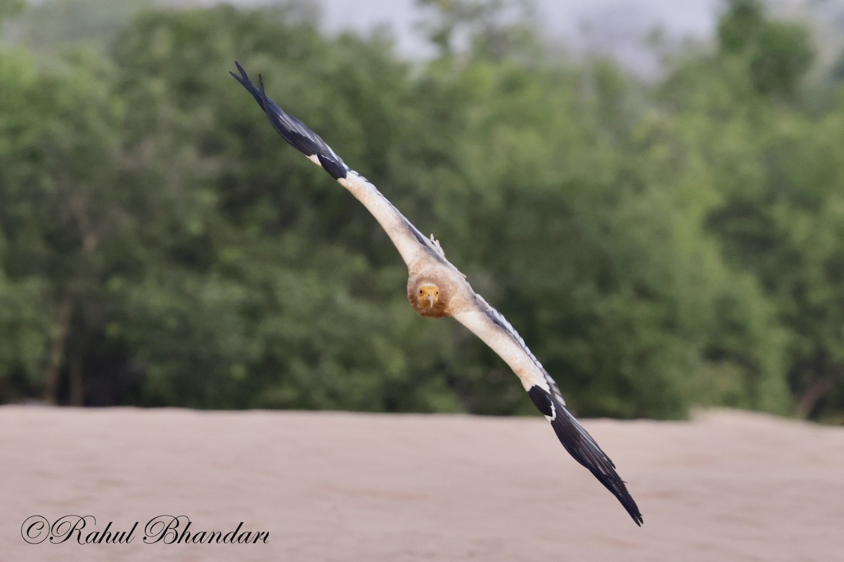 Egyptian Vulture - Rahul Bhandari