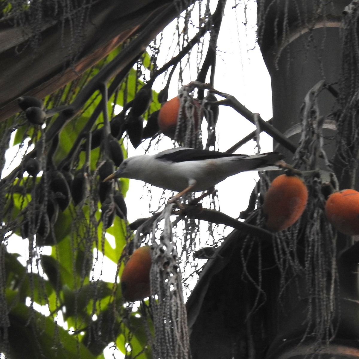 White-headed Starling - Prabhudatta Bal