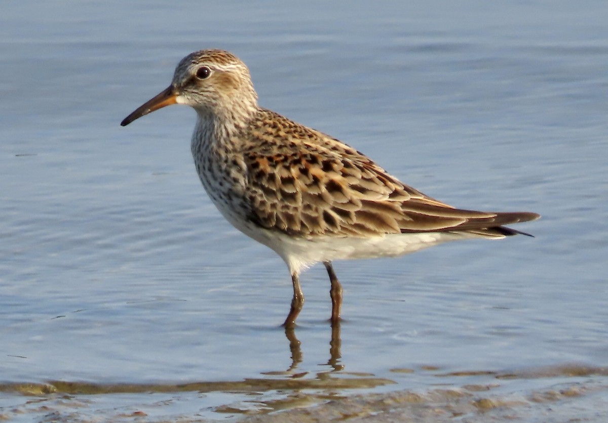 White-rumped Sandpiper - Micky Louis