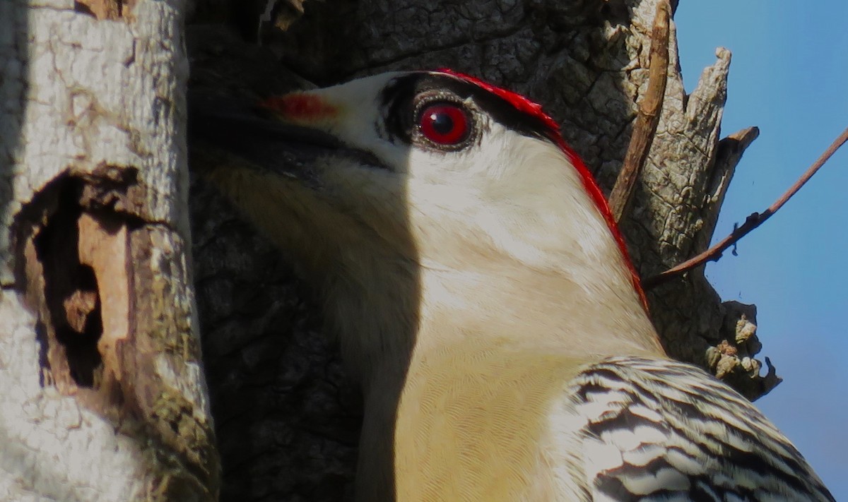 West Indian Woodpecker - Scot Duncan