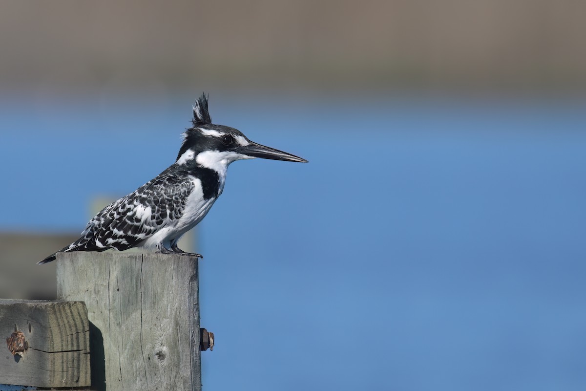 Pied Kingfisher - ML619626493