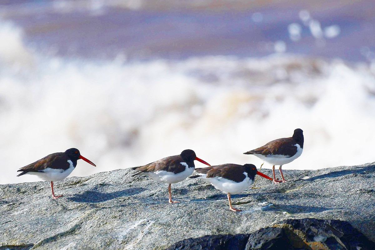 American Oystercatcher - ML619626497