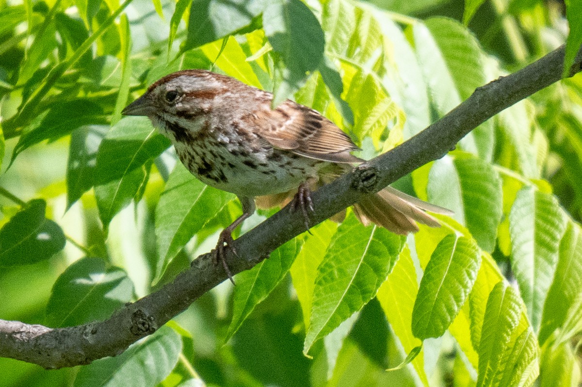 Song Sparrow - ML619626504