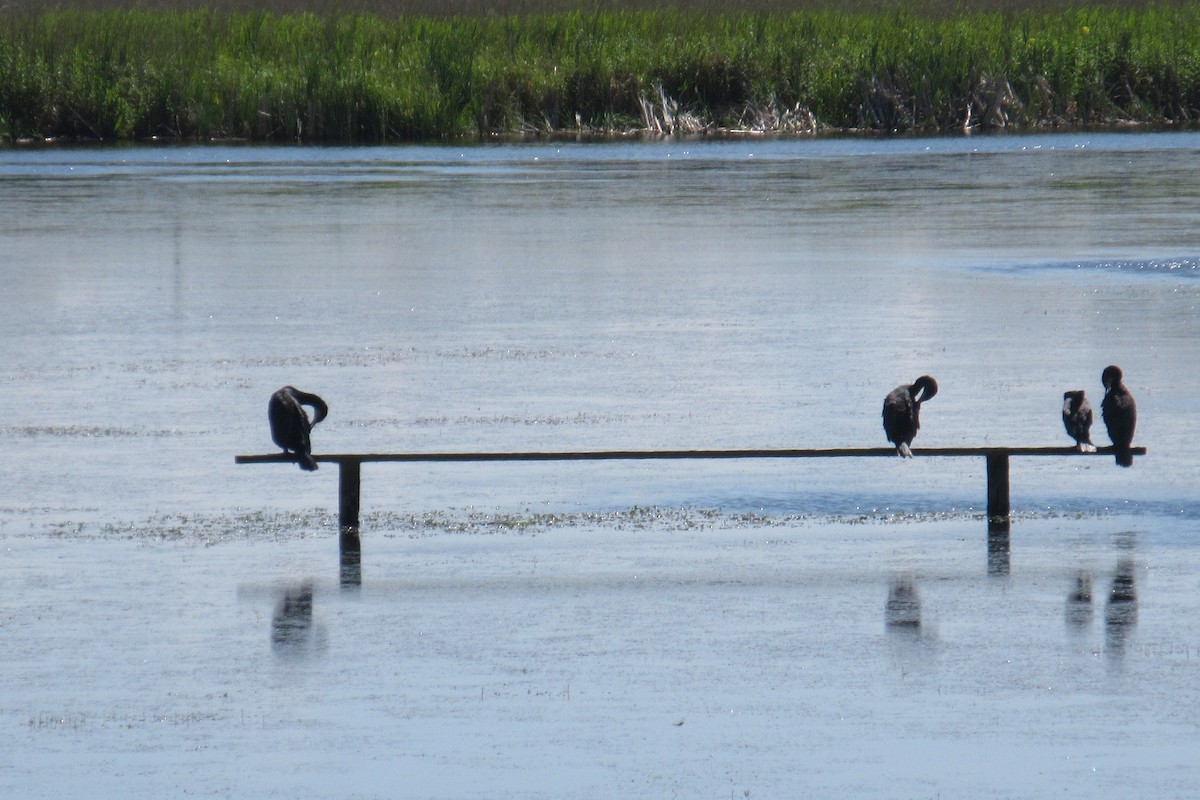 Great Cormorant - Alex Press